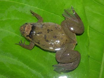 Media type: image;   Herpetology A-148034 Aspect: dorsal